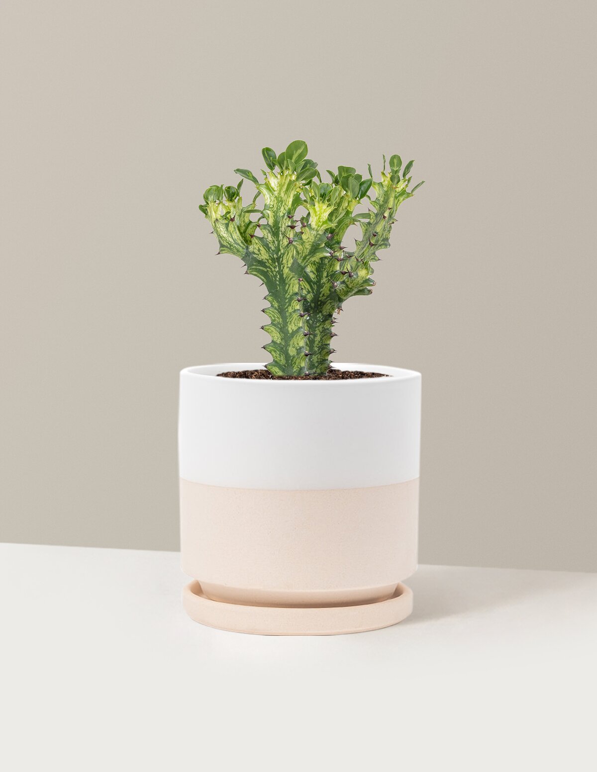 Euphorbia Mint Cream