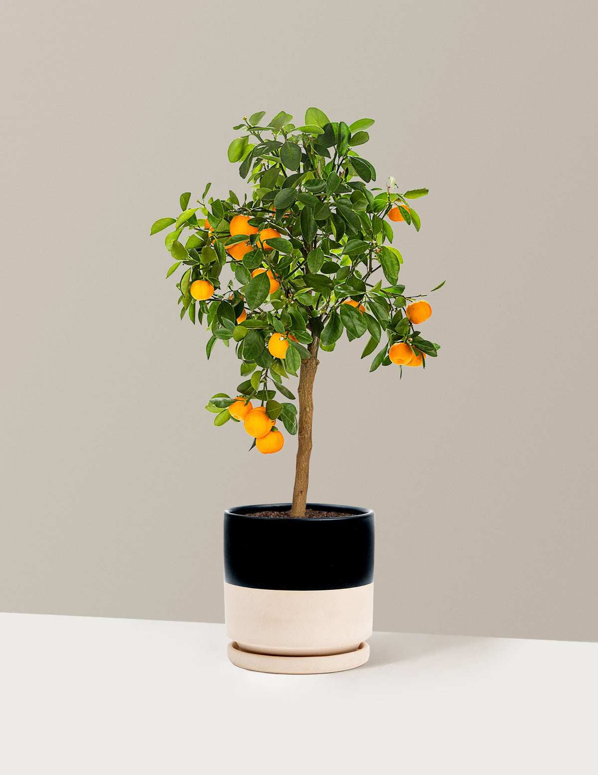 bundle | 1 Gallon | Isabella | Top Half Black