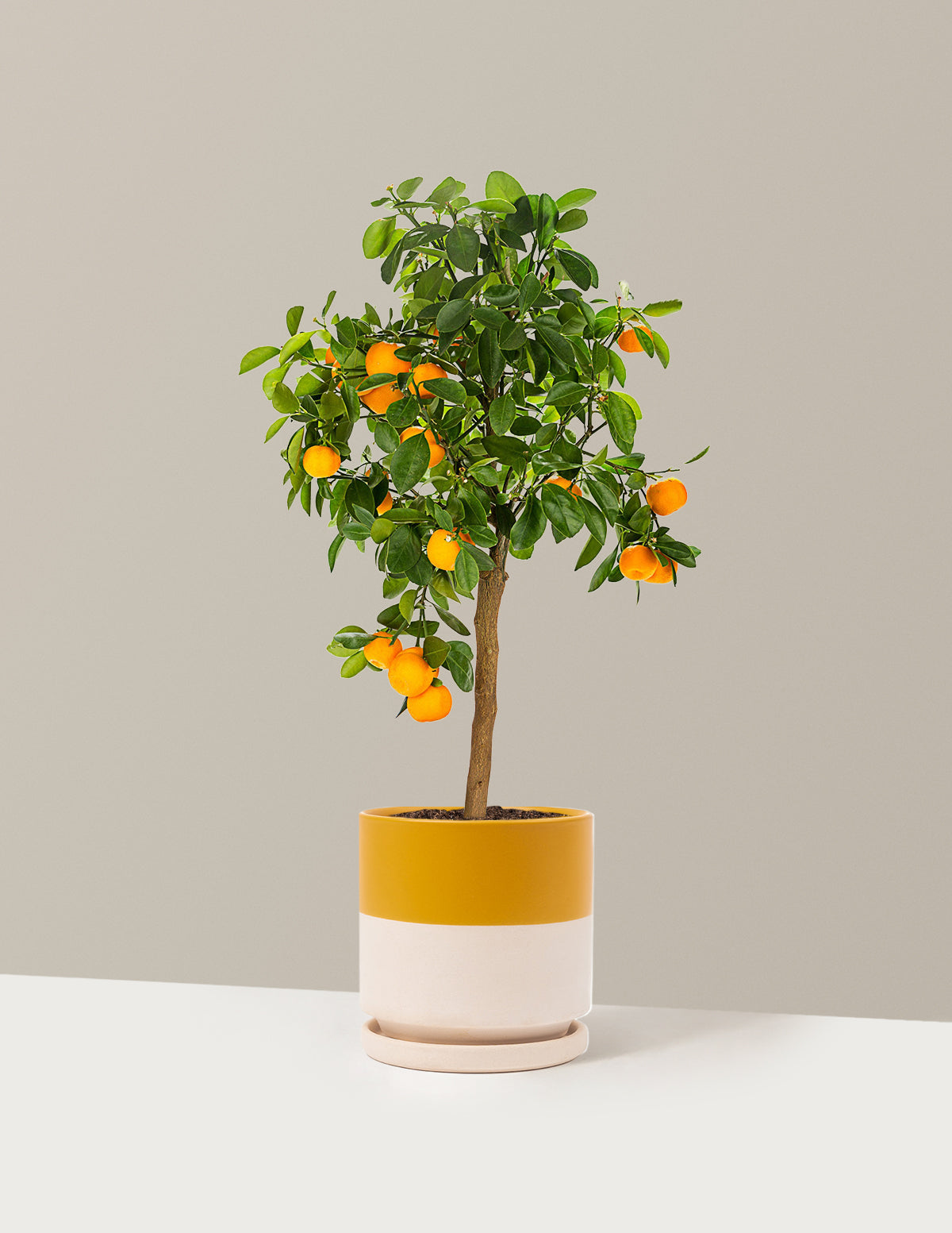 bundle | 1 Gallon | Isabella | Top Half Mustard