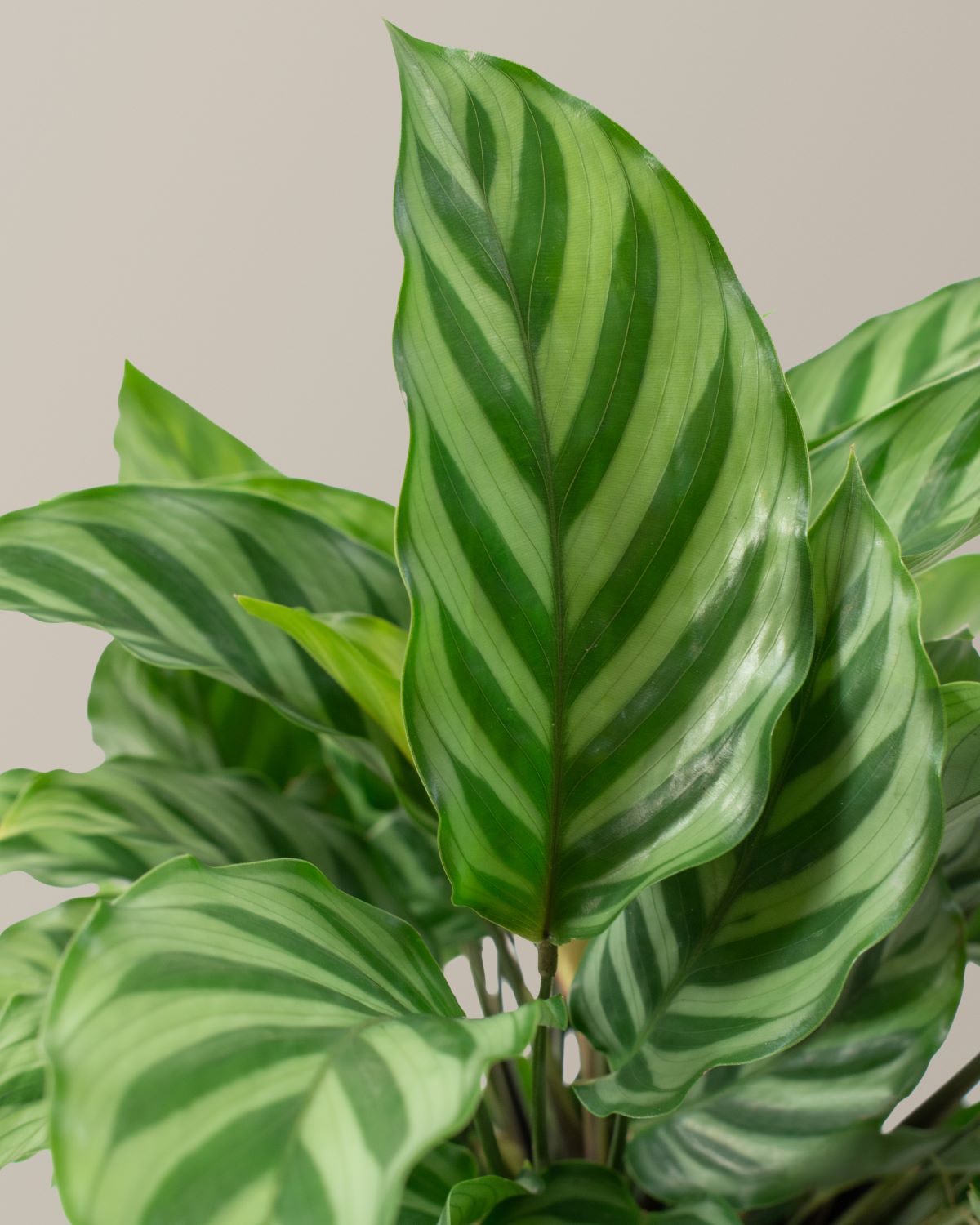 files/the-sill_Medium-Calathea-Freddie_gallery.jpg