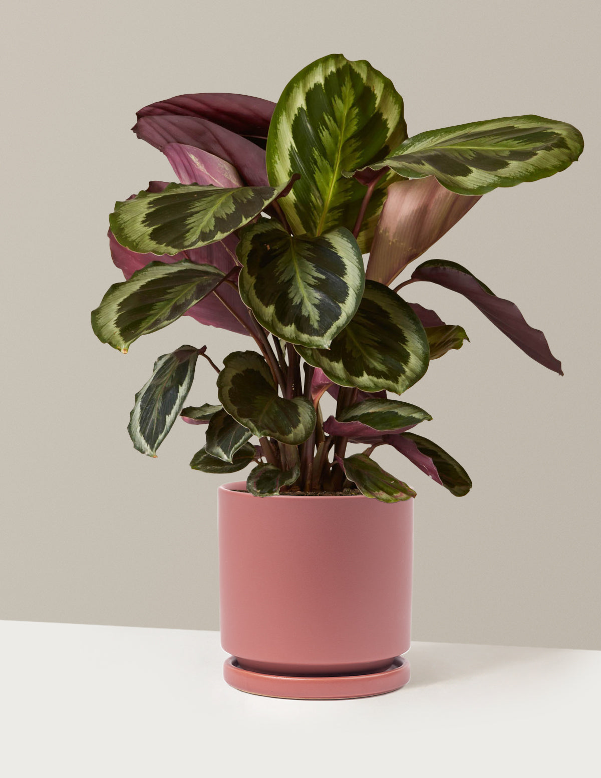 bundle | Medium | Isabella | Dusty Rose