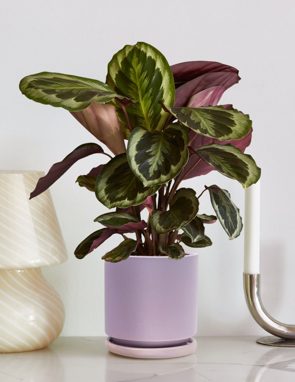 files/the-sill_Medium-Calathea-Medallion_Medium_Isabella_Lavender_Gallery-5.jpg
