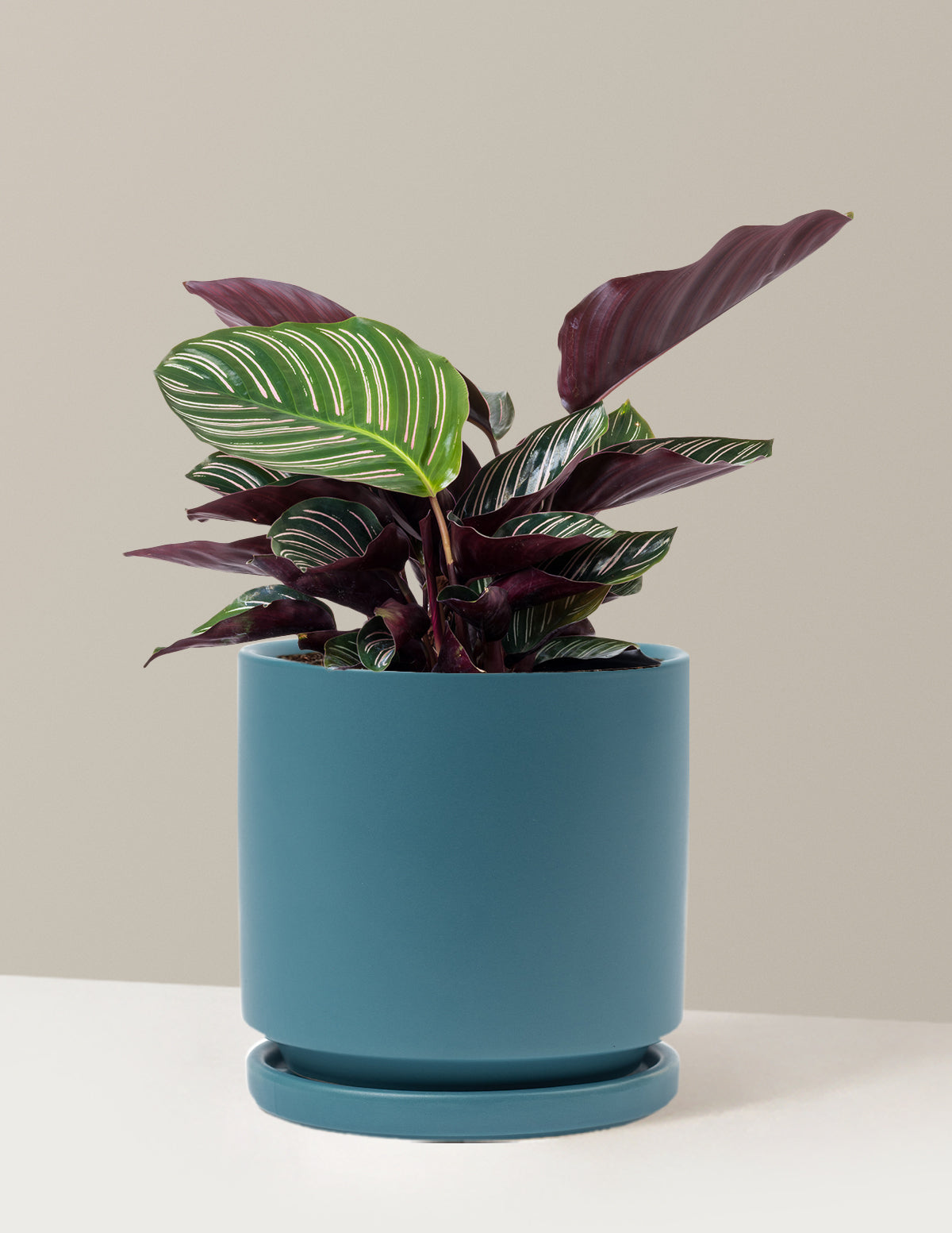 bundle | Medium | Isabella | Antique Teal