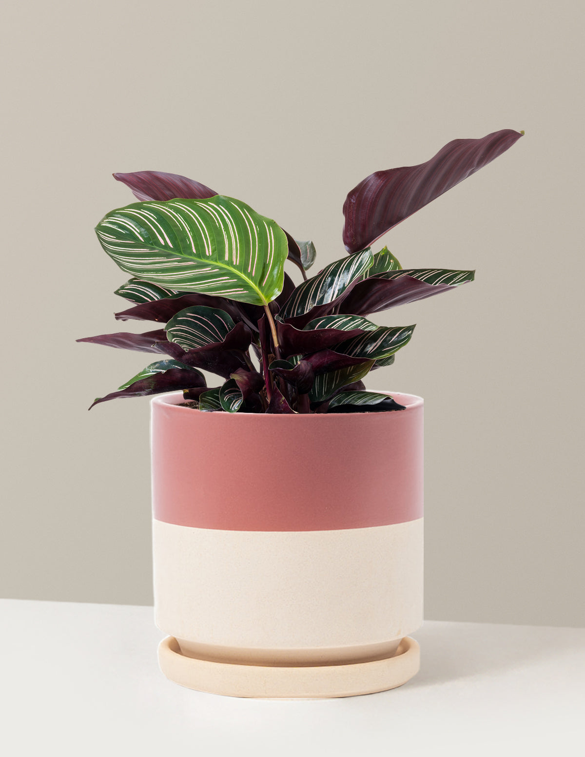 files/the-sill_Medium-Calathea-Pinstripe_Medium_Isabella_Top-Half-Dusty-Rose_Variant_89b9cd16-fb51-453c-92f7-204096d9e30e.jpg