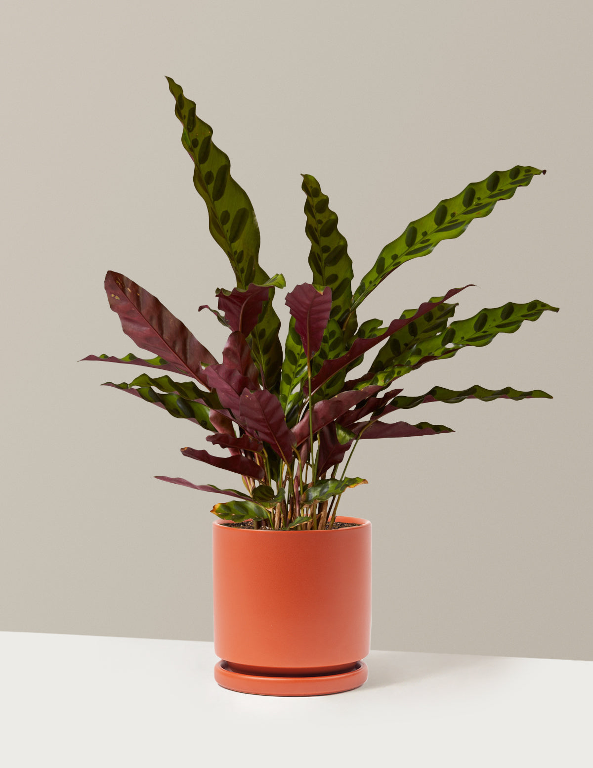 bundle | Medium | Isabella | Rust