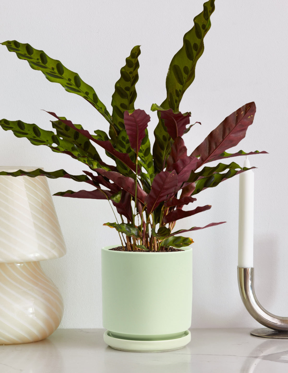 files/the-sill_Medium-Calathea-Rattlesnake_Medium_Isabella_Sage_Gallery-5.jpg
