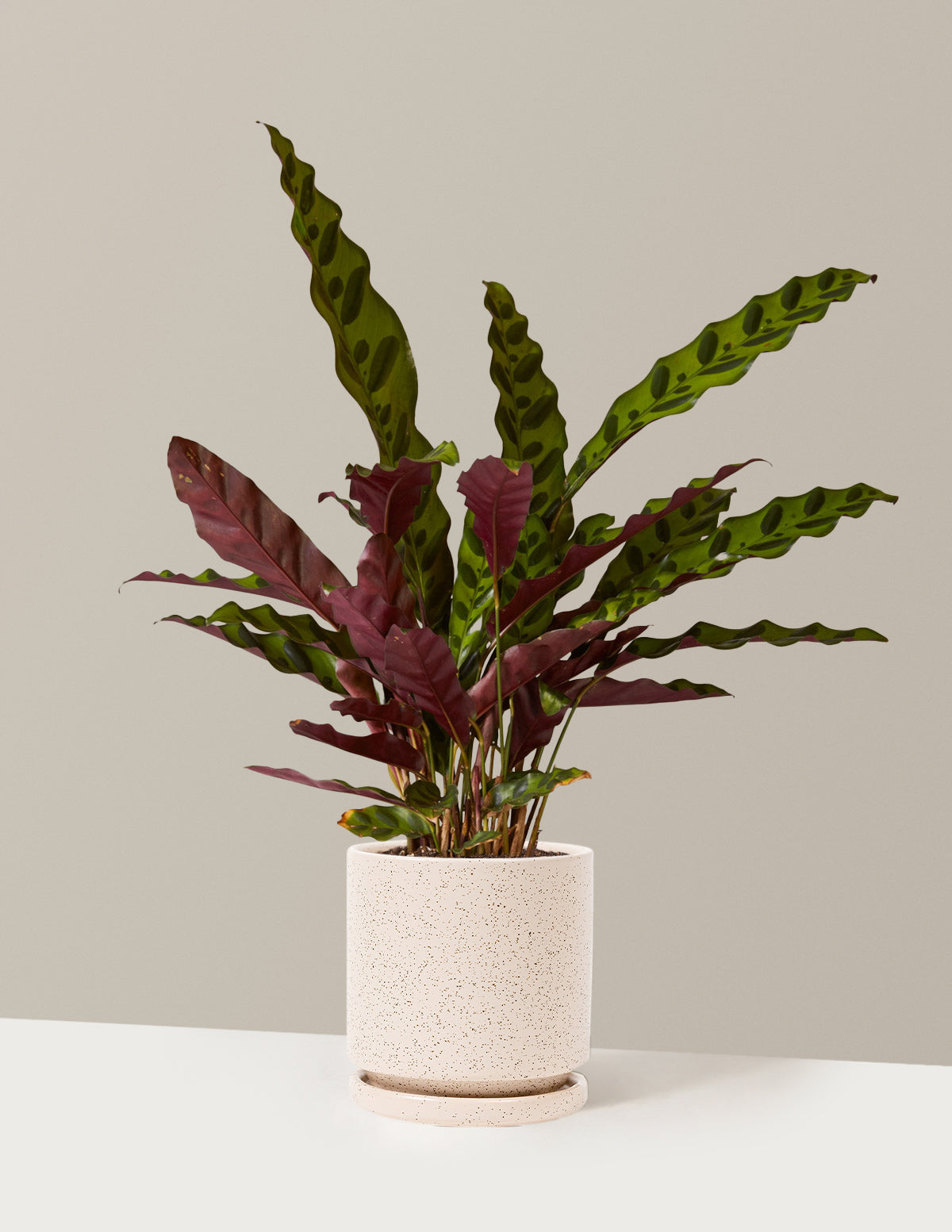 bundle | Medium | Isabella | Sesame