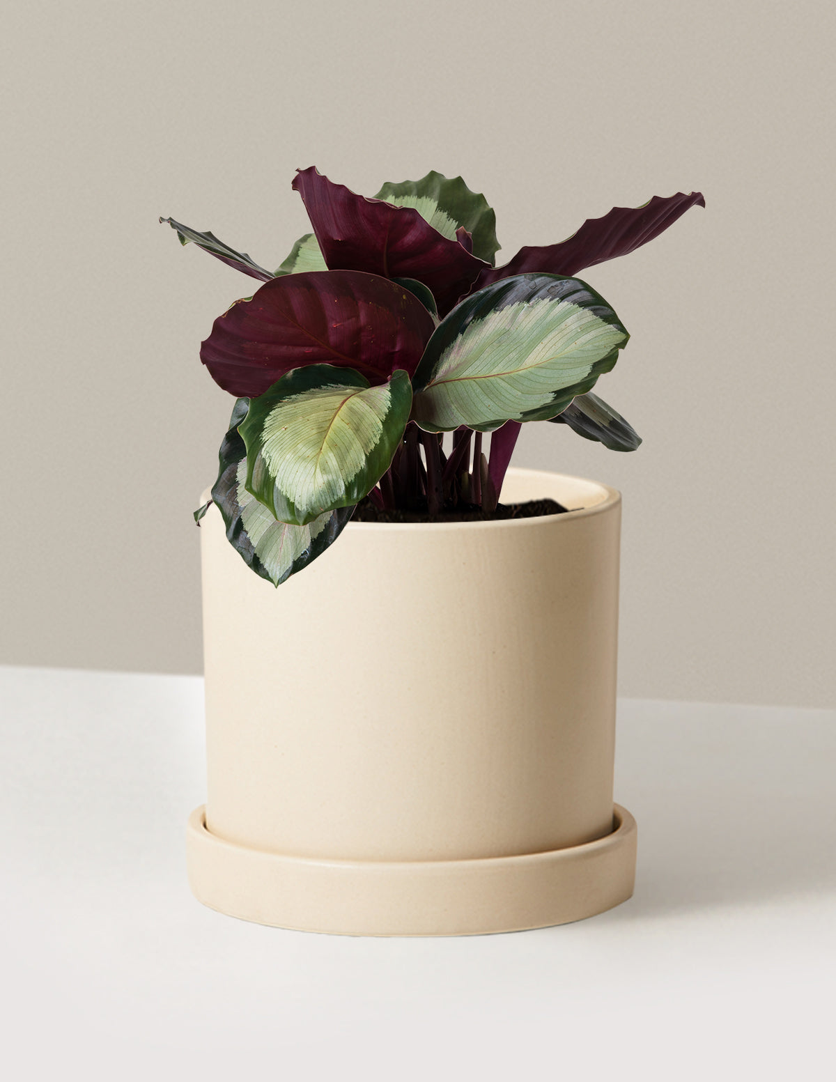 bundle | Medium | Hyde | Cream