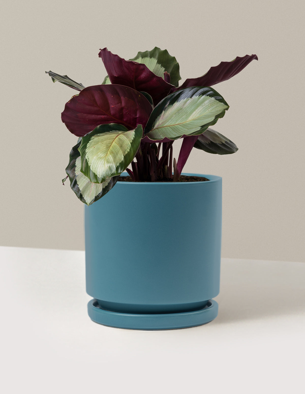 bundle | Medium | Isabella | Antique Teal