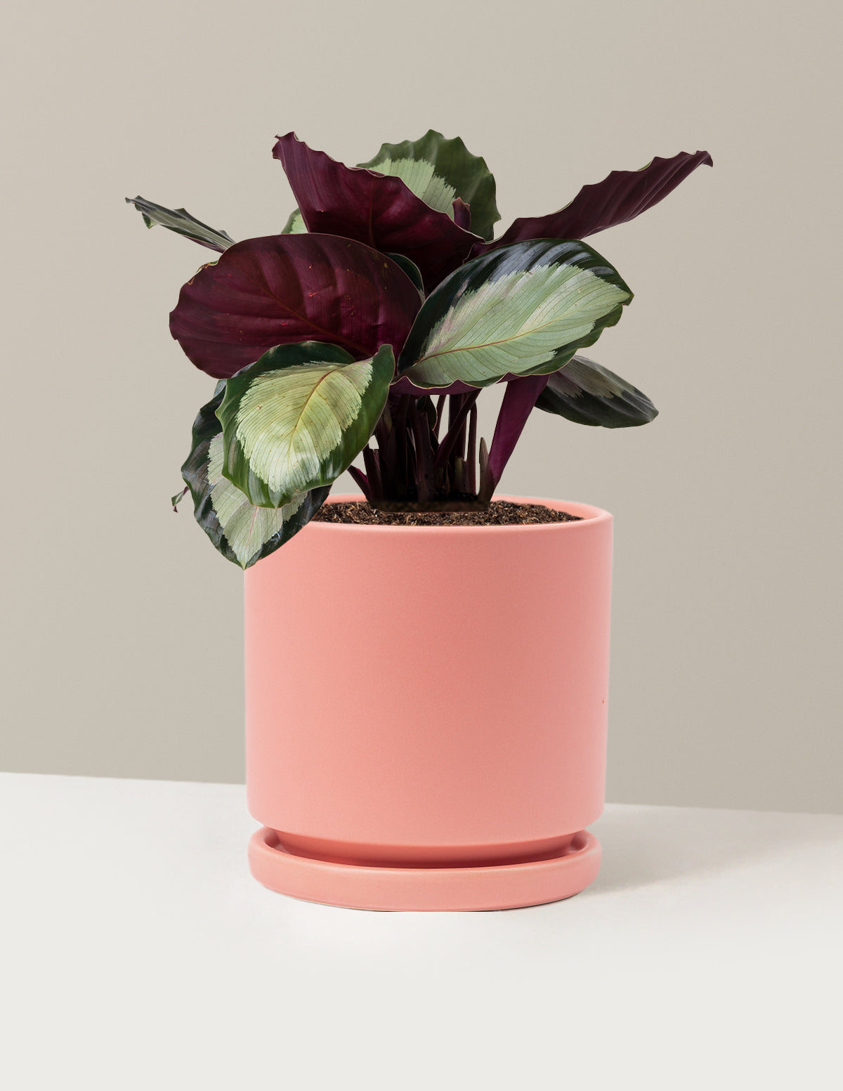 bundle | Medium | Isabella | Bubblegum