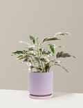 bundle | Medium | Isabella | Lavender