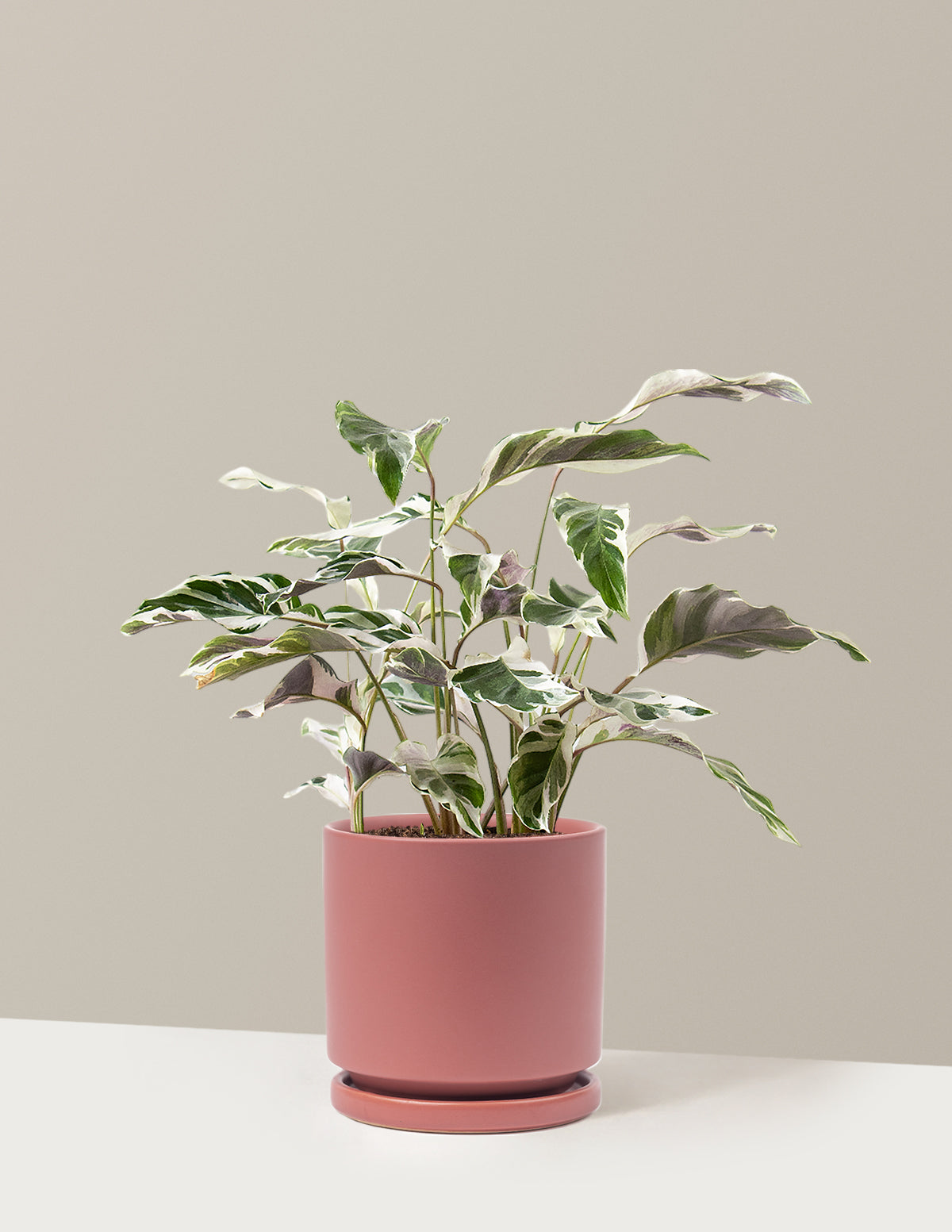 bundle | Medium | Isabella | Dusty Rose