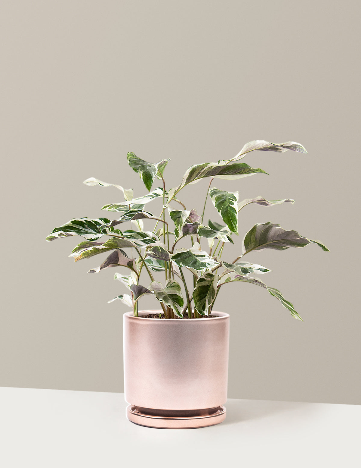 bundle | Medium | Isabella | Rose Gold