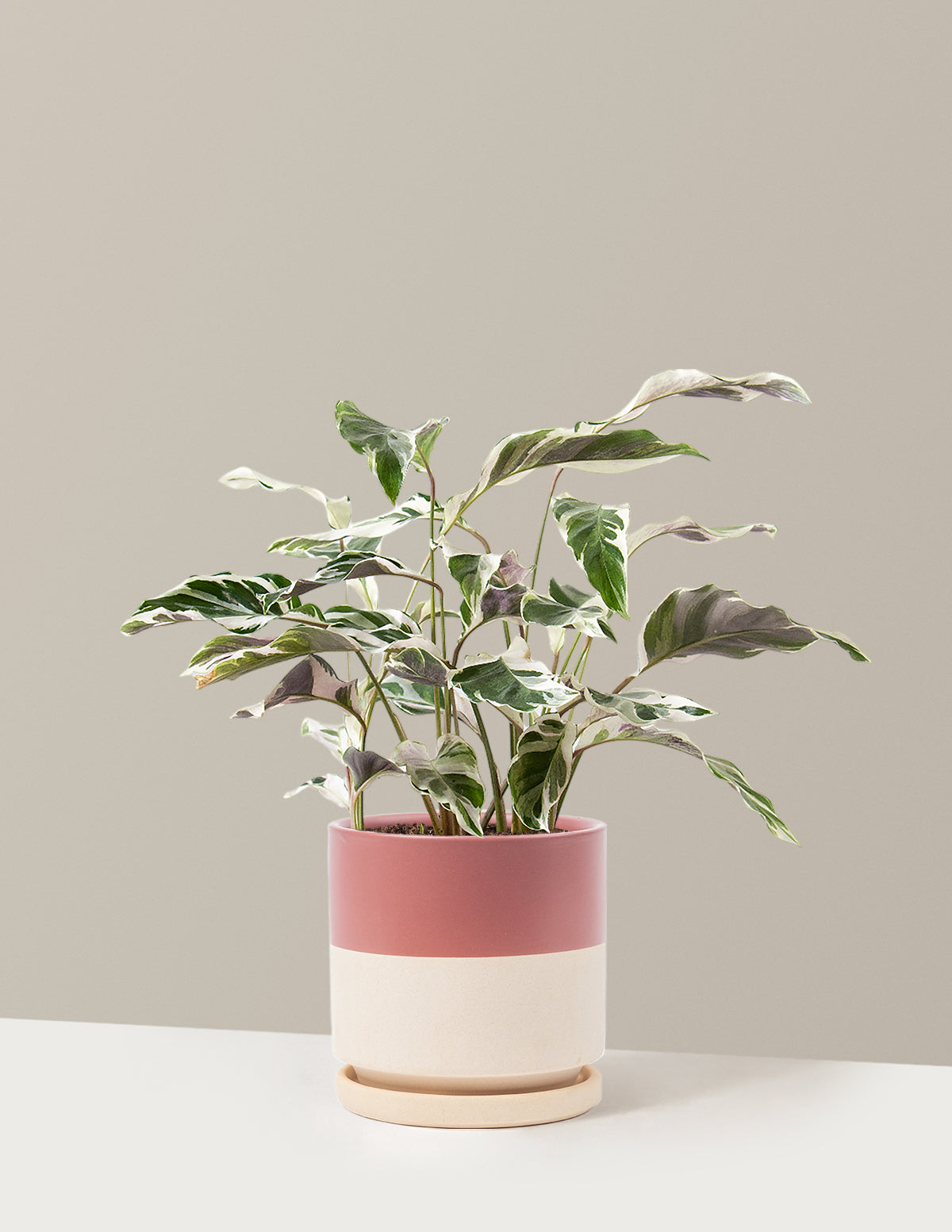 bundle | Medium | Isabella | Top Half Dusty Rose