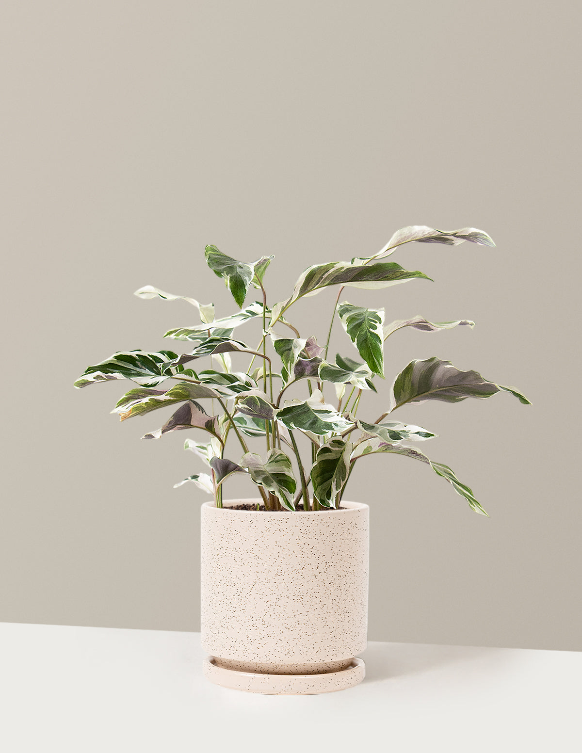 bundle | Medium | Isabella | White Sesame