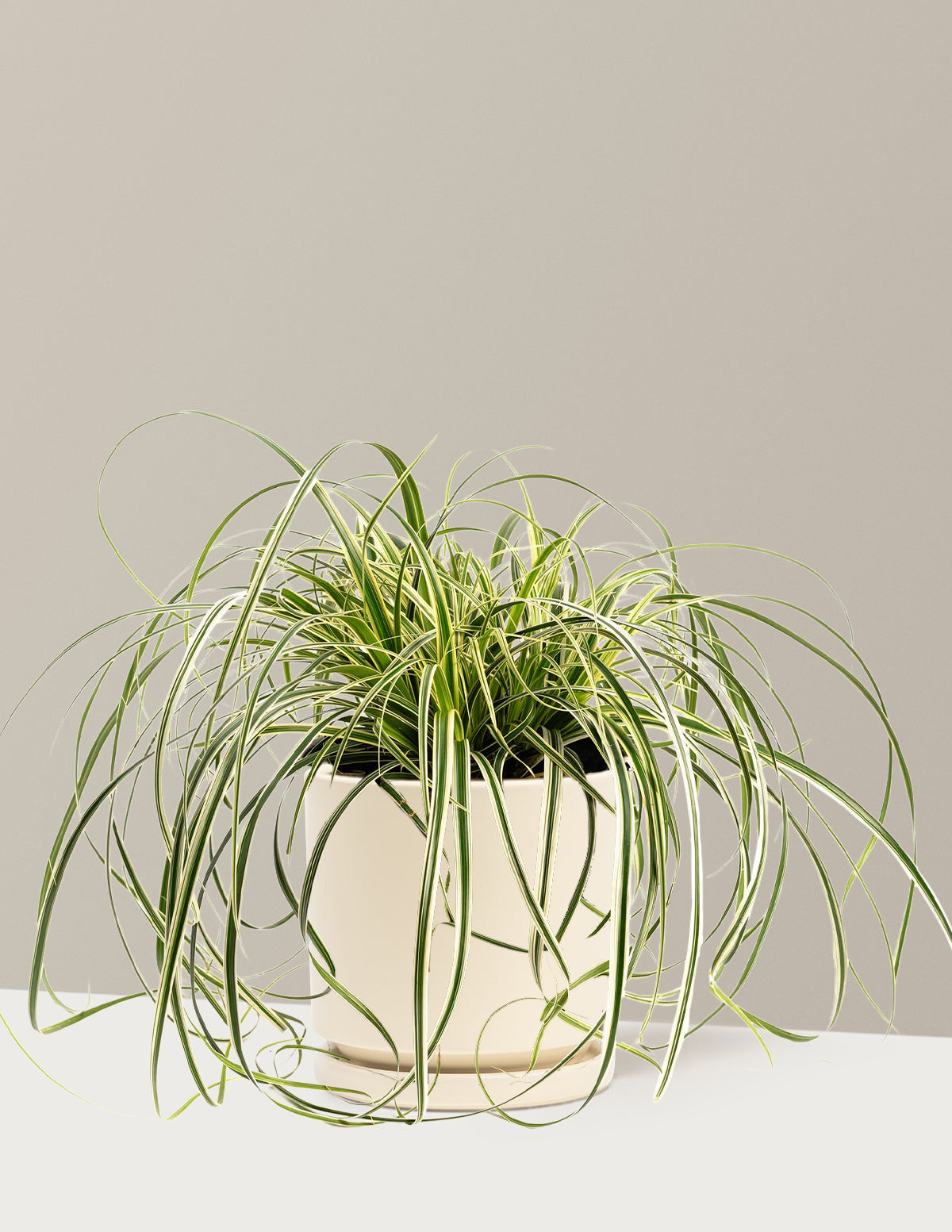 bundle | 1 Gallon | Isabella | Almond