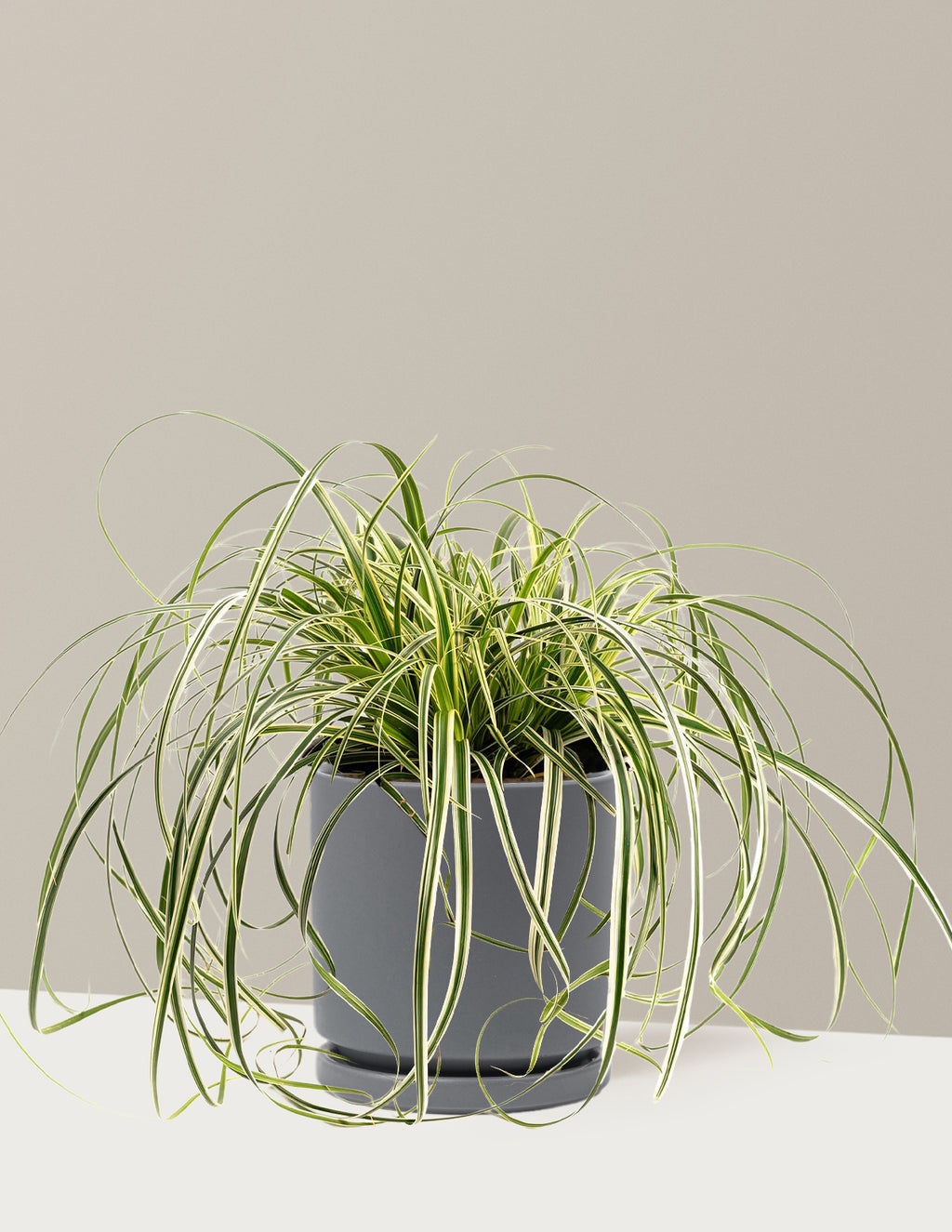 bundle | 1 Gallon | Isabella | Granite