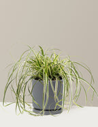 bundle | 1 Gallon | Isabella | Granite