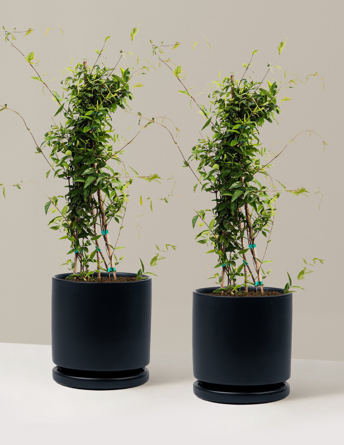 Carolina Jasmine