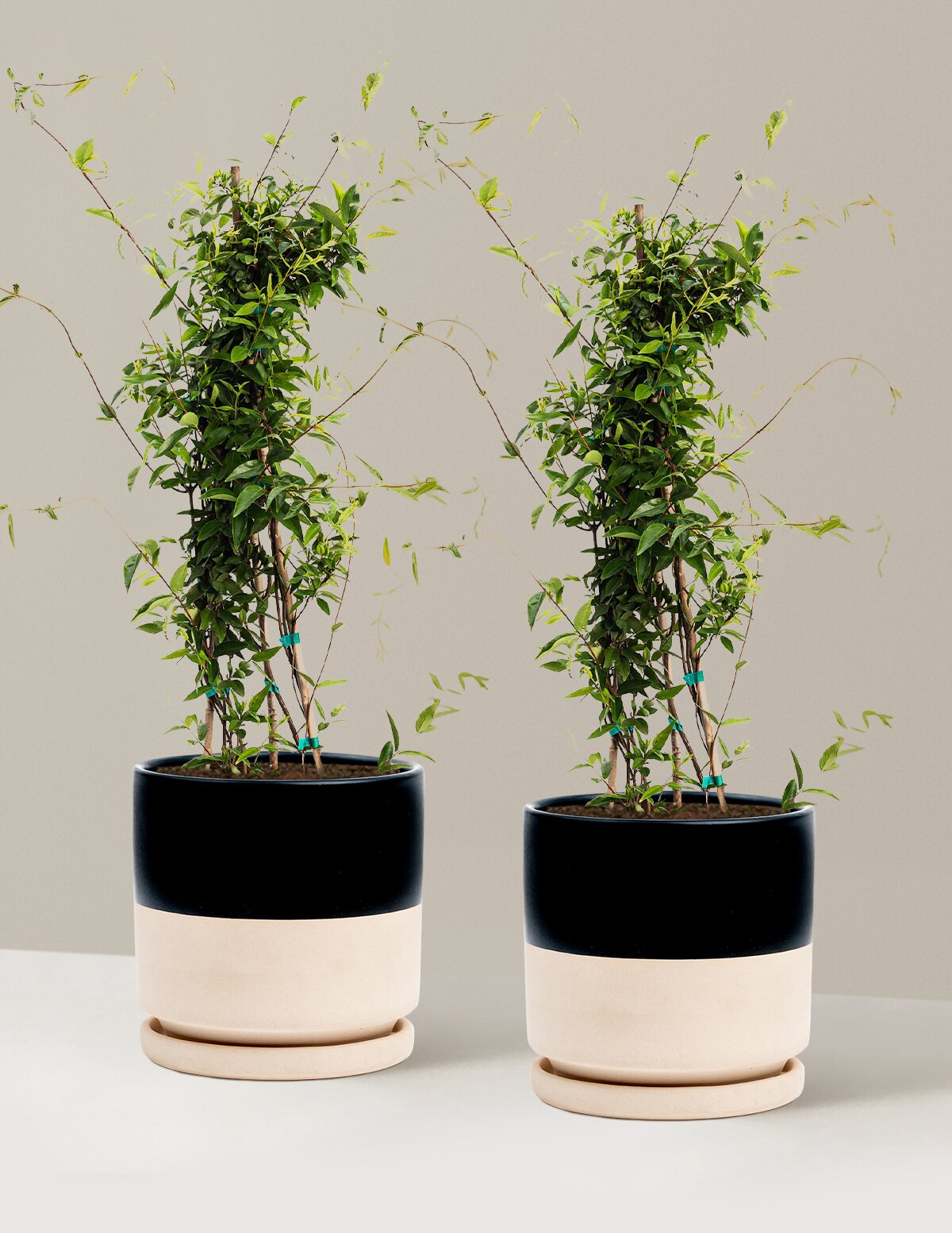 Carolina Jasmine
