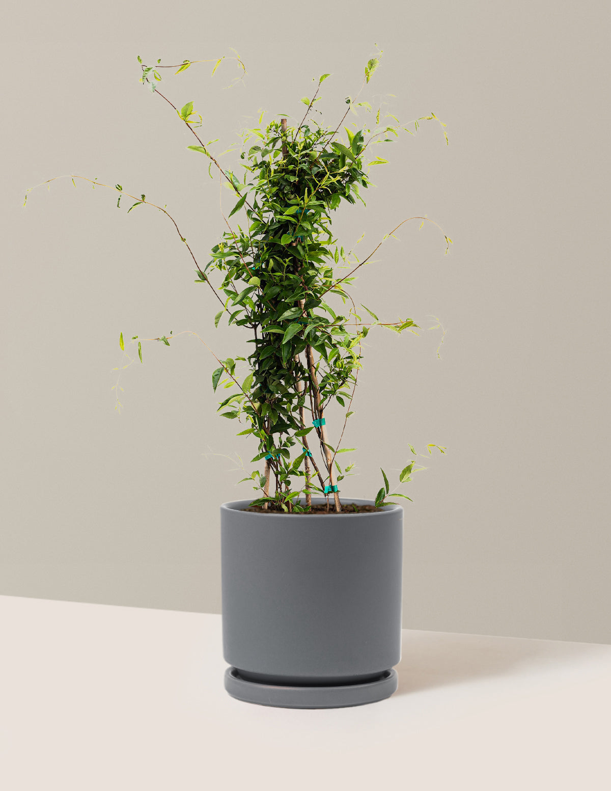 bundle | 1 Gallon | Isabella | Granite
