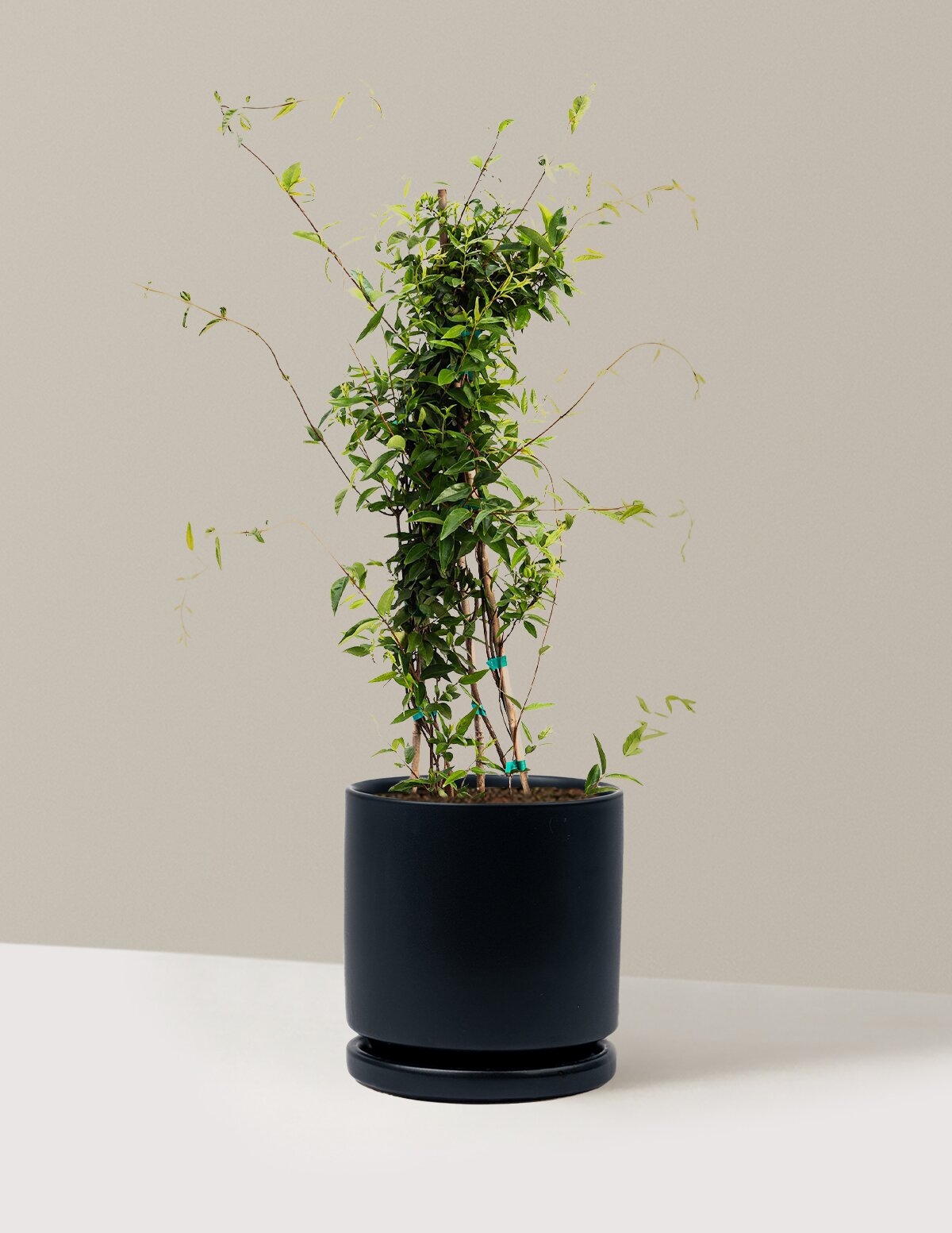 Carolina Jasmine