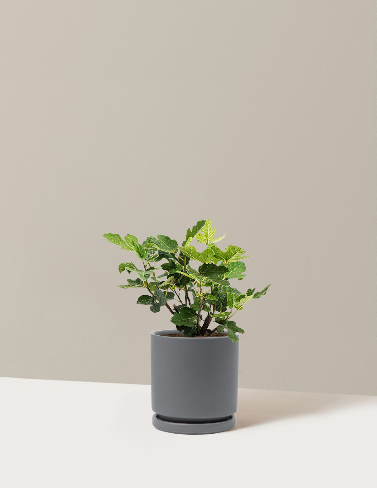 bundle | 1 Gallon - Single | Isabella | Granite