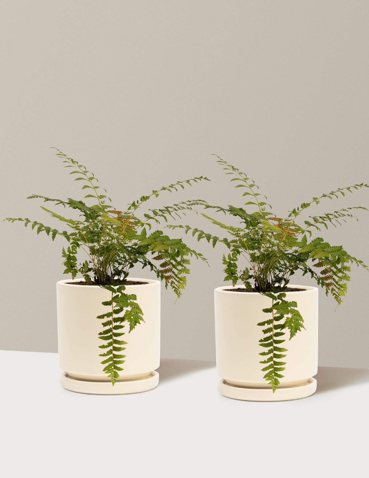 bundle | 1 Gallon - 2-Pack | Isabella | Almond