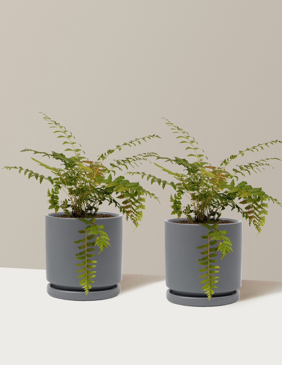 bundle | 1 Gallon - 2-Pack | Isabella | Granite