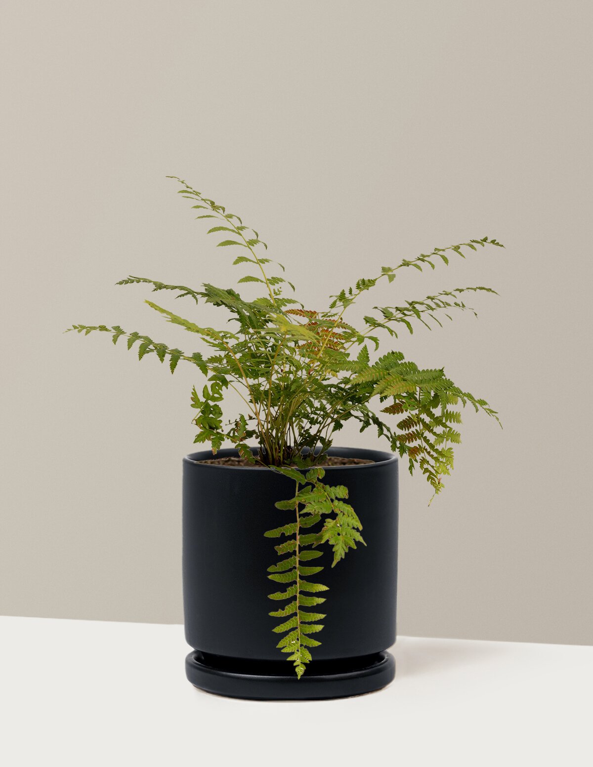 Cinnamon Fern