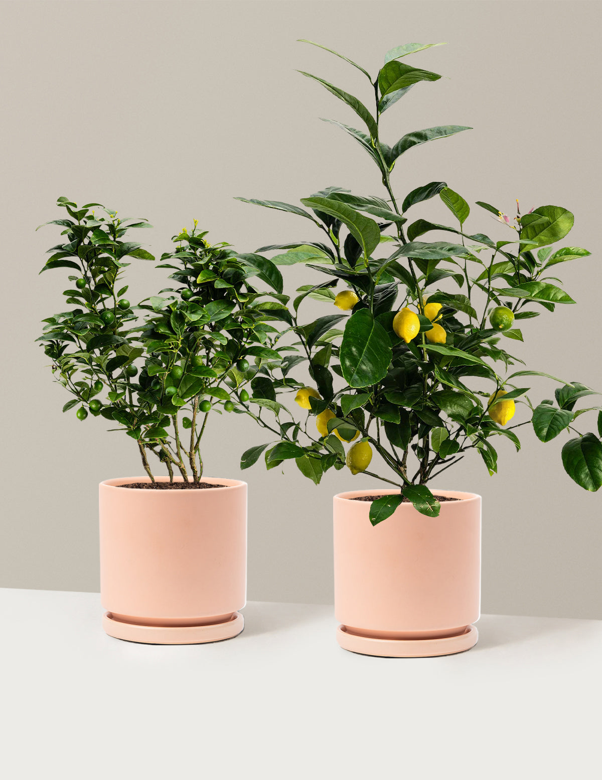Citrus Lovers Bundle