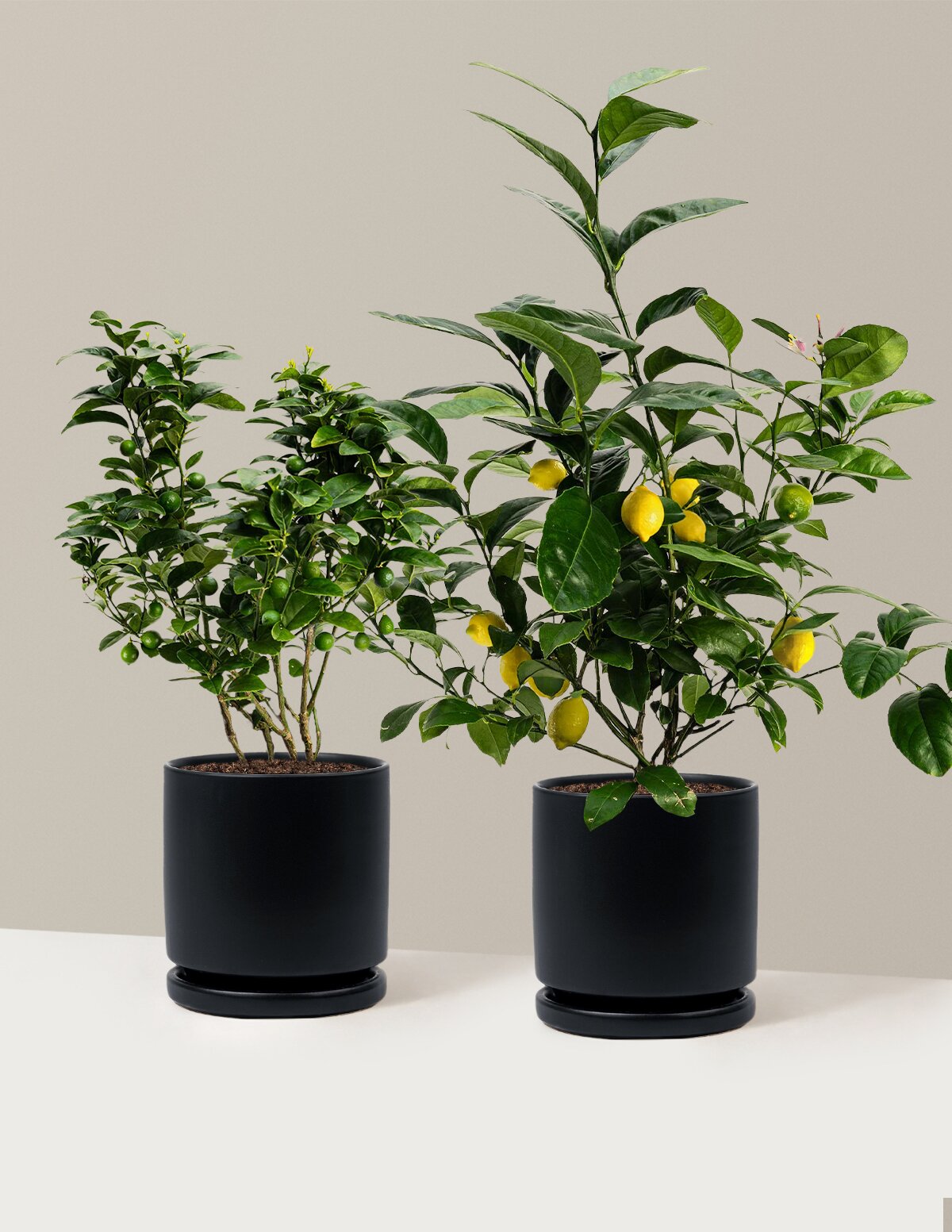 Citrus Lovers Bundle