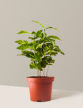 bundle | 3 Gallon | Grow Pot