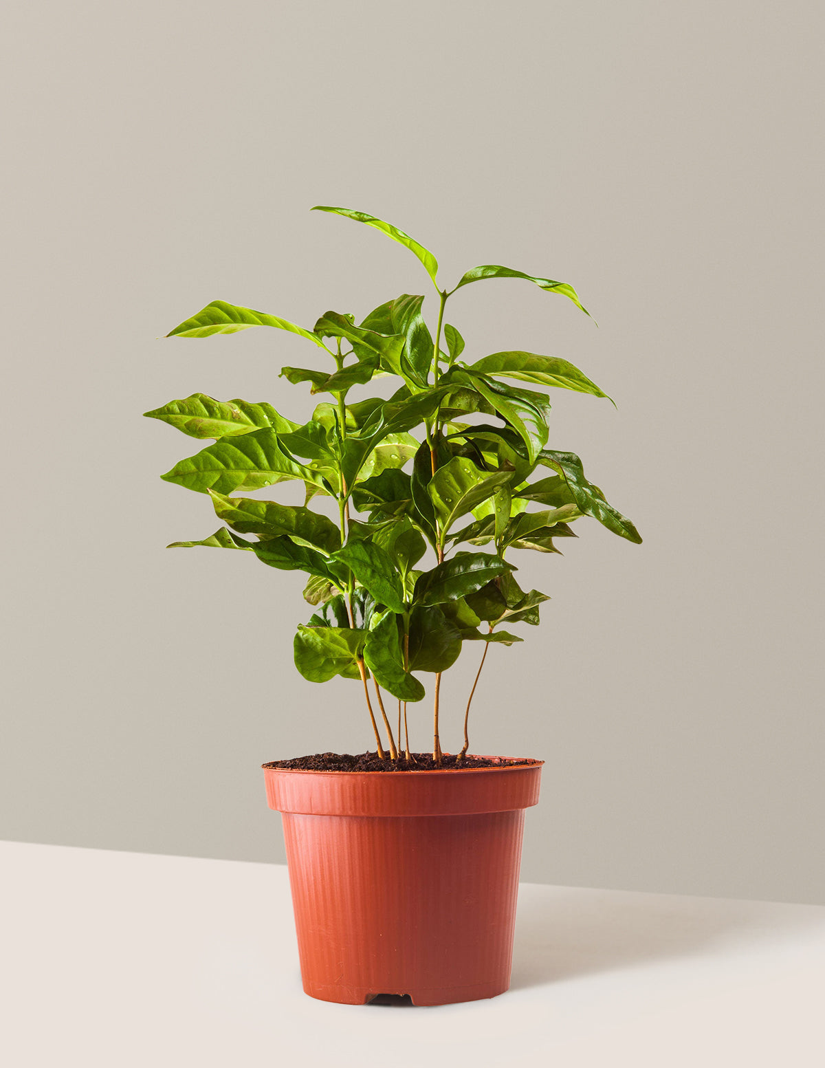 bundle | 3 Gallon | Grow Pot