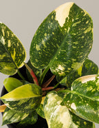 Philodendron Congo Nuclear