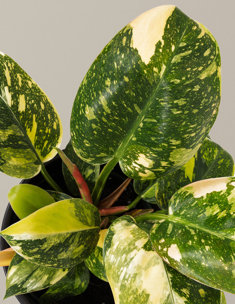 How to care for a Philodendron Congo Nuclear