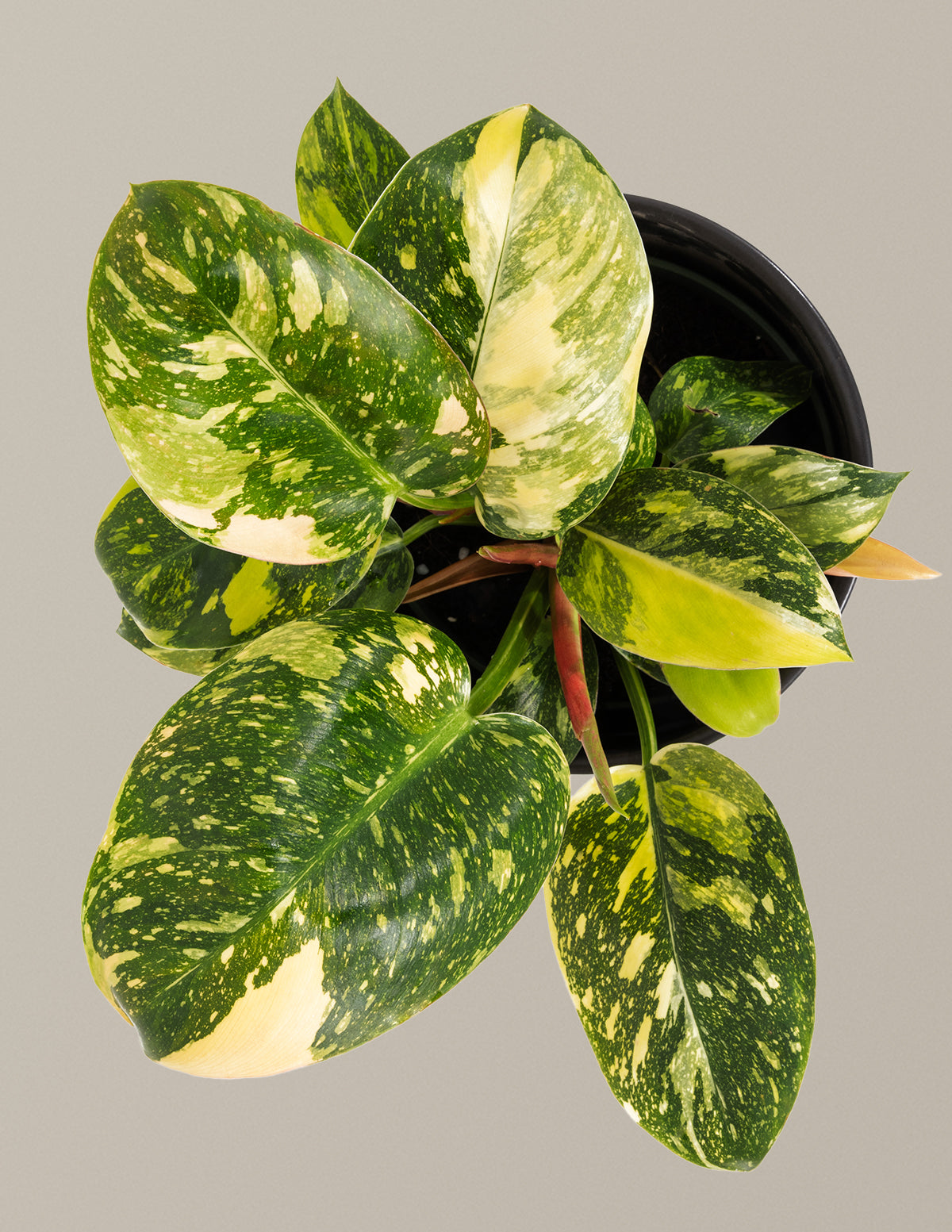 files/the-sill_Medium-Congo-Rojo-Variegated_Gallery-3.jpg
