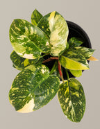 Philodendron Congo Nuclear