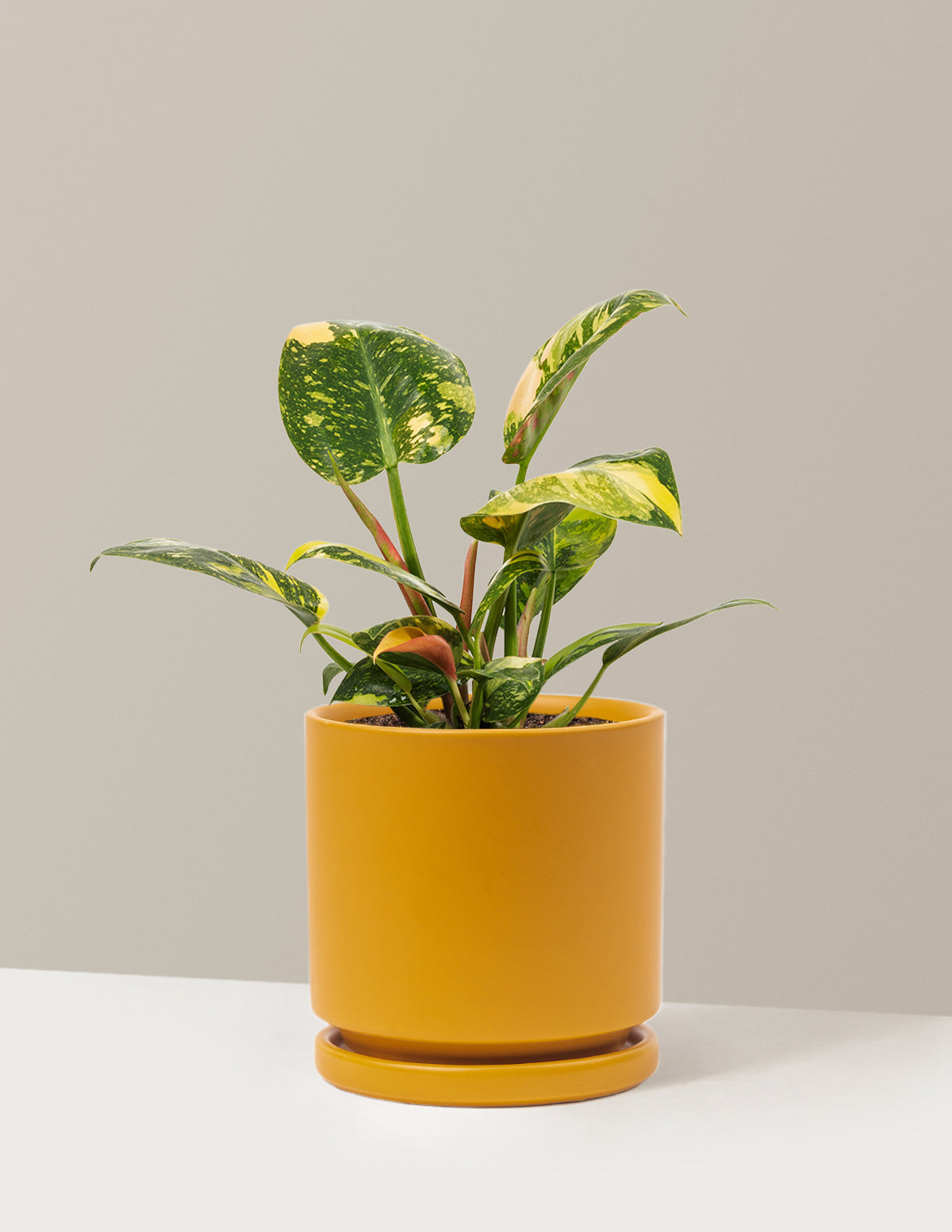 Philodendron Congo Nuclear