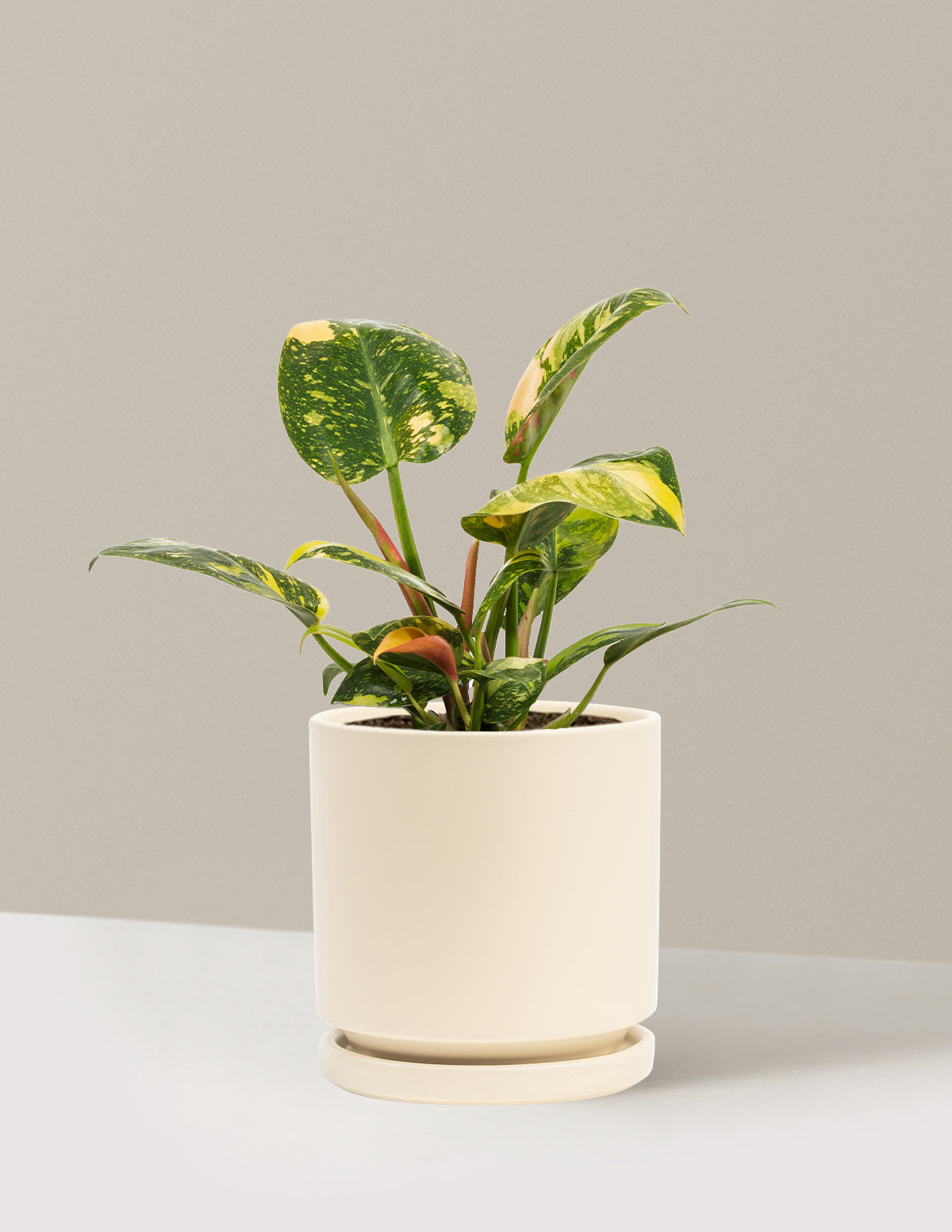 Philodendron Congo Nuclear
