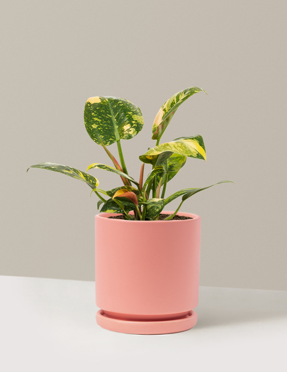 Philodendron Congo Nuclear