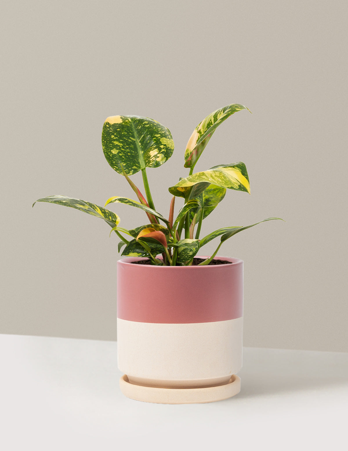 Philodendron Congo Nuclear