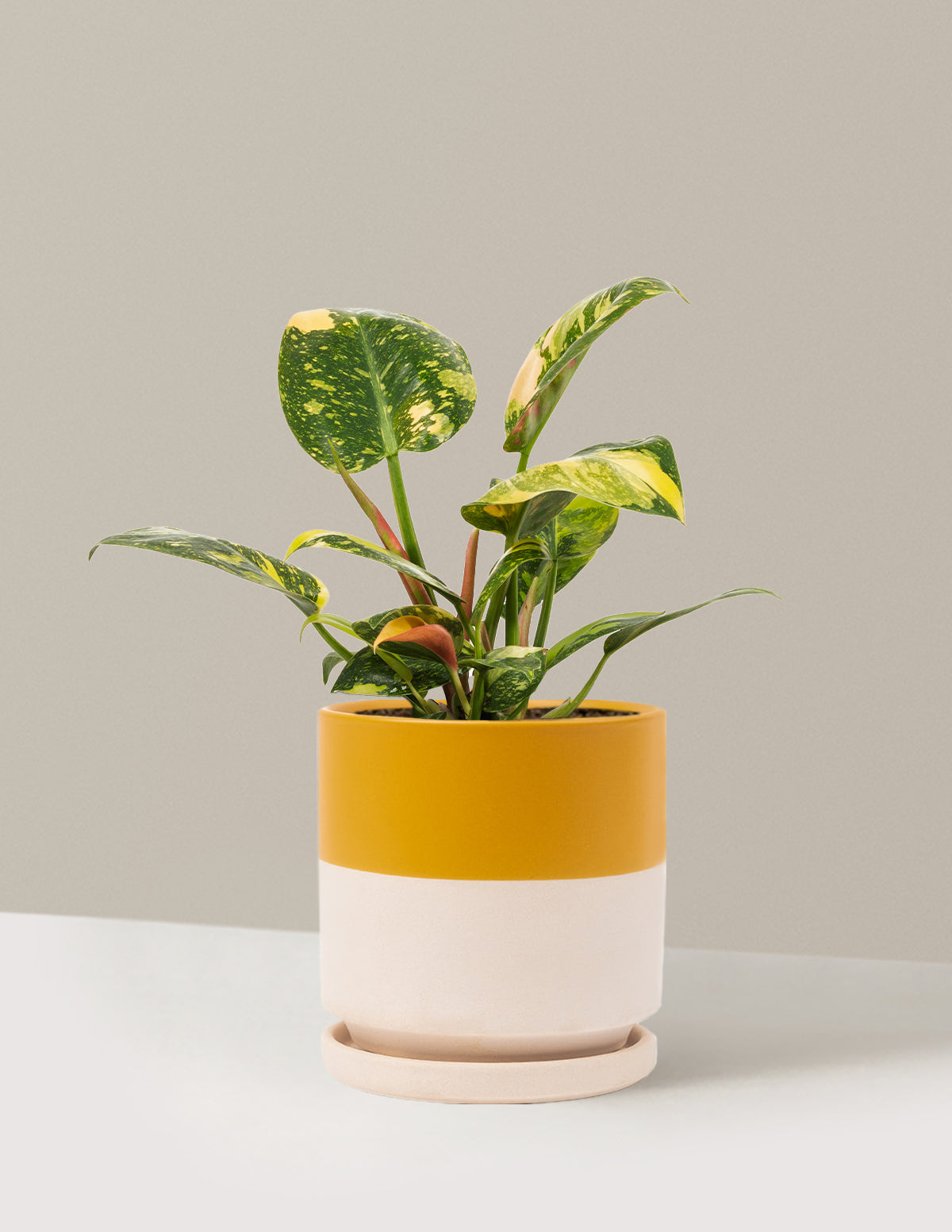 Philodendron Congo Nuclear