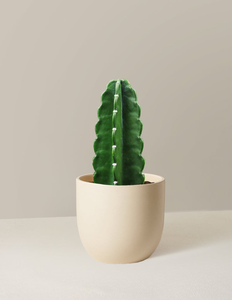 How to care for a Cuddly Cactus