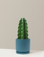 bundle | Medium | Isabella | Antique Teal