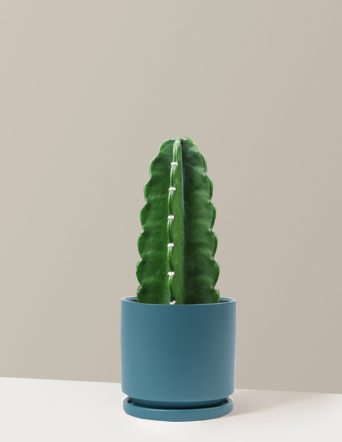 bundle | Medium | Isabella | Antique Teal