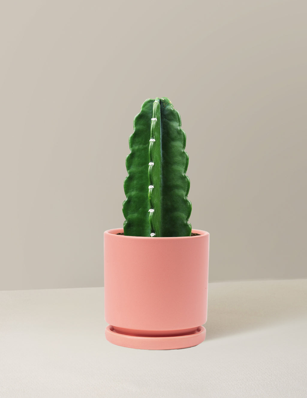 bundle | Medium | Isabella | Bubblegum