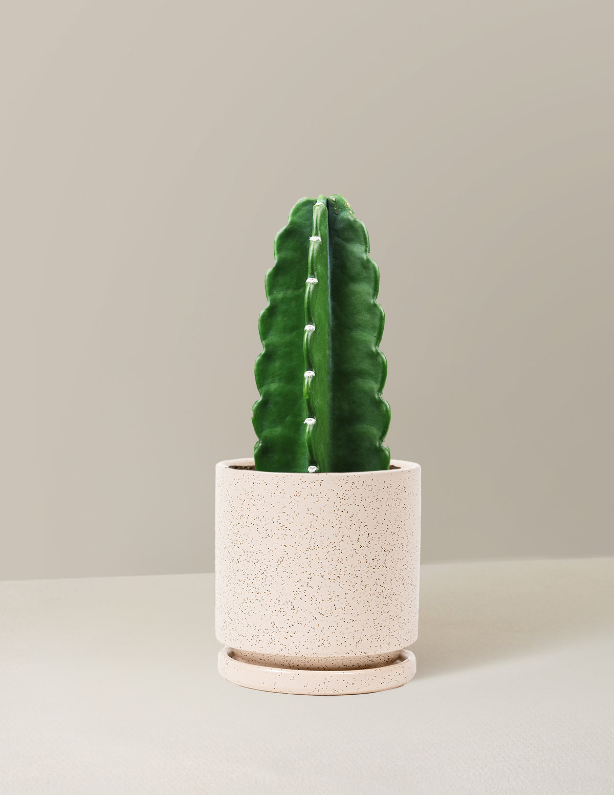 bundle | Medium | Isabella | White Sesame