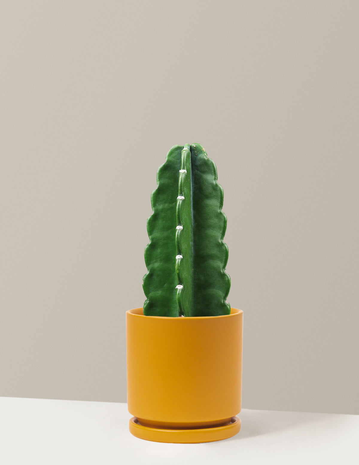 bundle | Medium | Isabella | Mustard