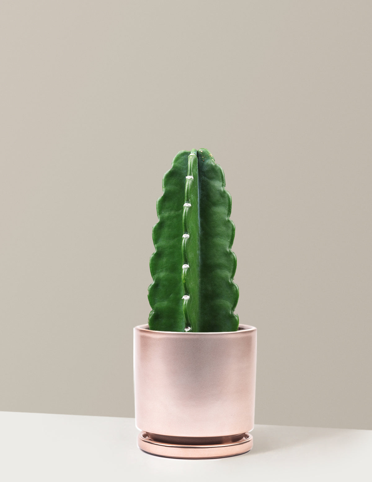 bundle | Medium | Isabella | Rose Gold